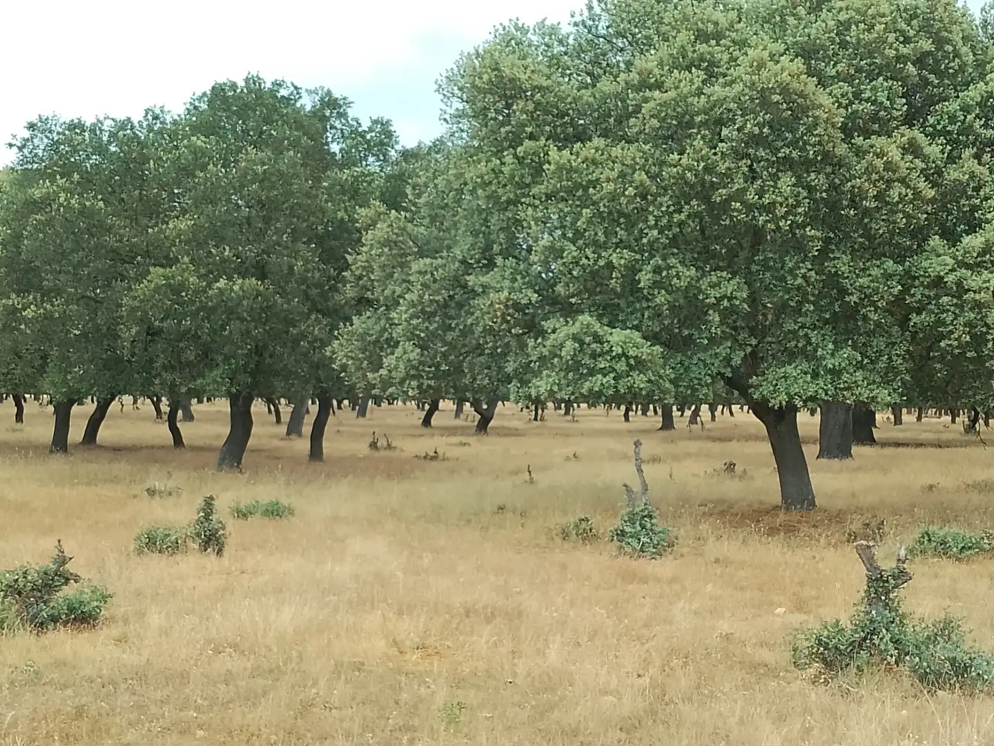 Terreno rústico en venta en Ciudad Rodrigo