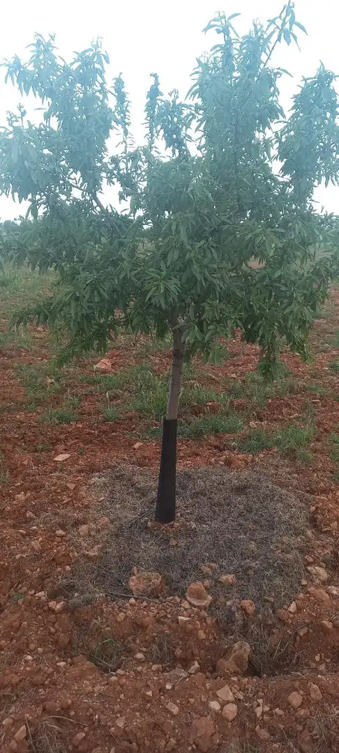 Rural land for sale in Valdepeñas, imagen 5