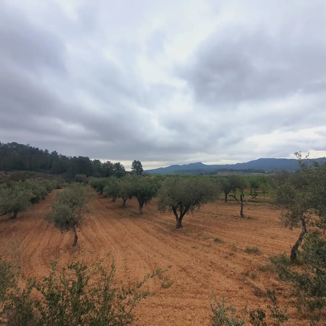 Rustikales Grundstück zum Verkauf in El Pinell de Brai, imagen 15