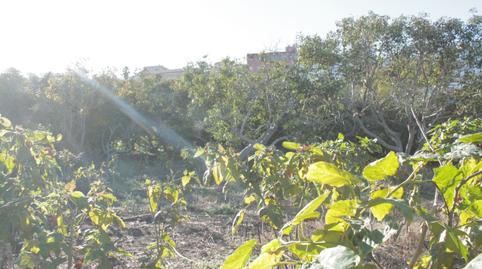 Photo 5 of House or chalet for sale in Montaña - Zamora, Los Realejos