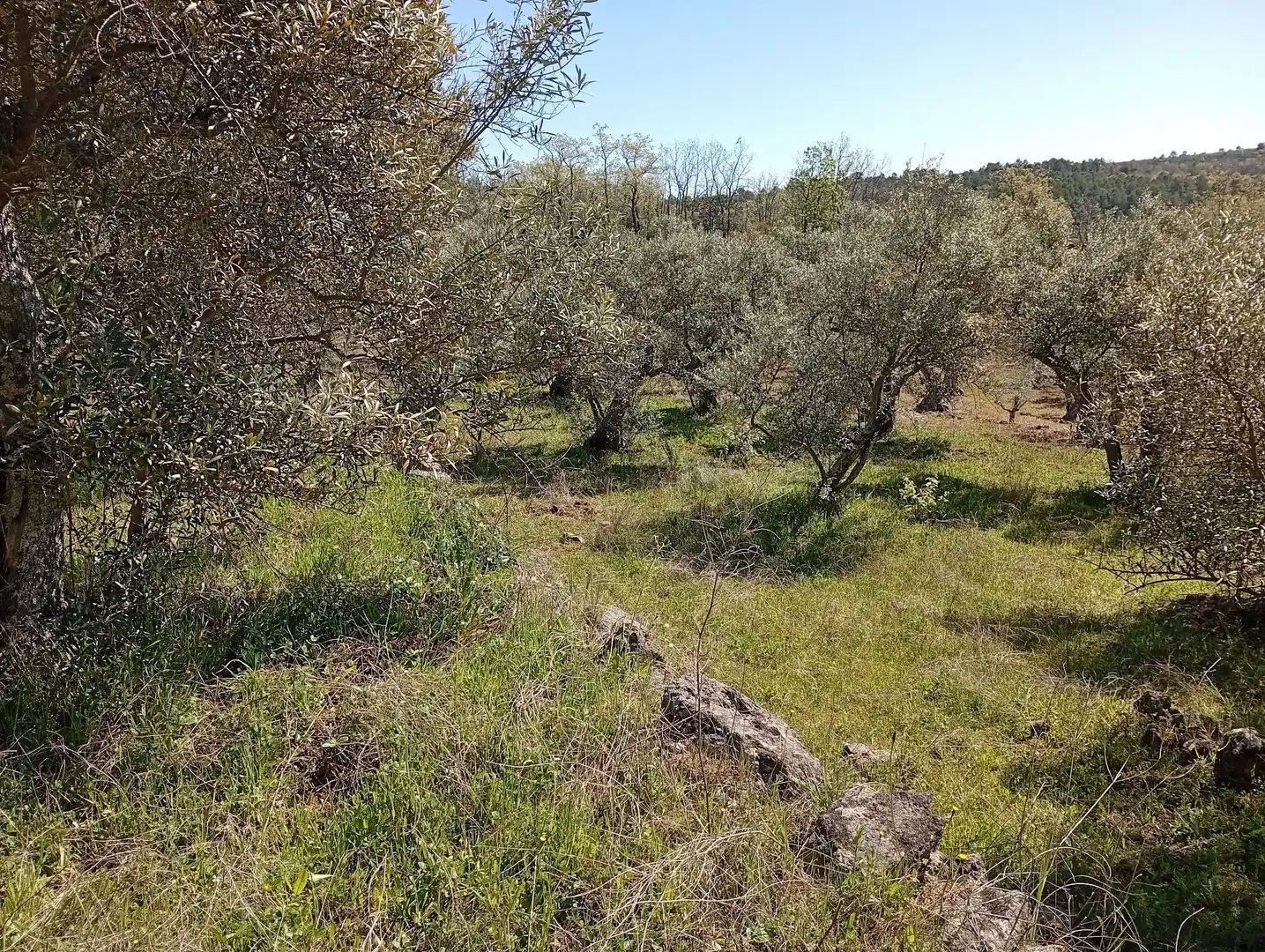 Terreni e lotti in vendita a Valverde de la Vera, imagen 73