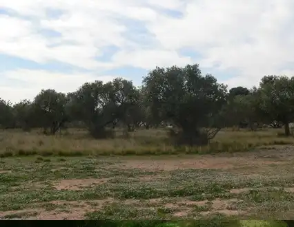 Terreny rústic en venda a Ptda Las Canals - Las Teclas -, imagen 11