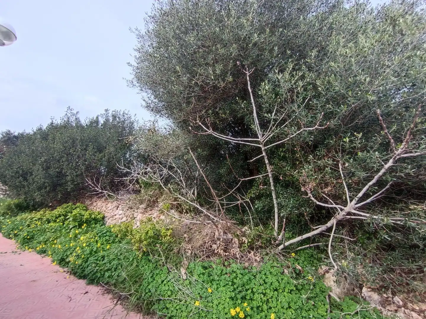Rustikales Grundstück zum Verkauf in Sant Lluís - S'Ullestrar - Torret, imagen 5