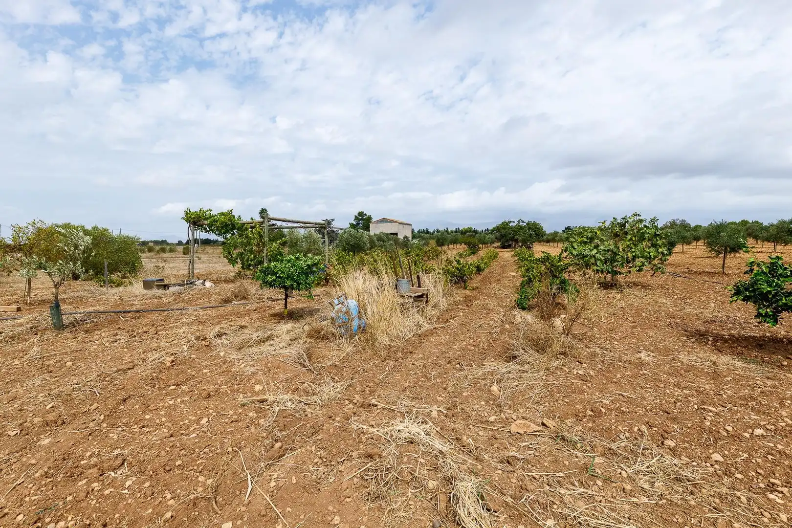 Terreny rústic en venda a Santa Eugènia, imagen 23