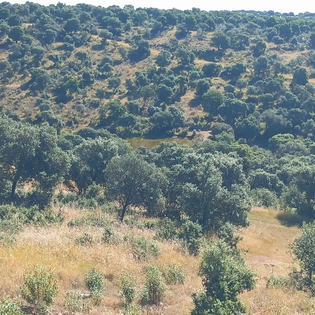 Terreni e lotti in vendita a El Álamo, imagen 13