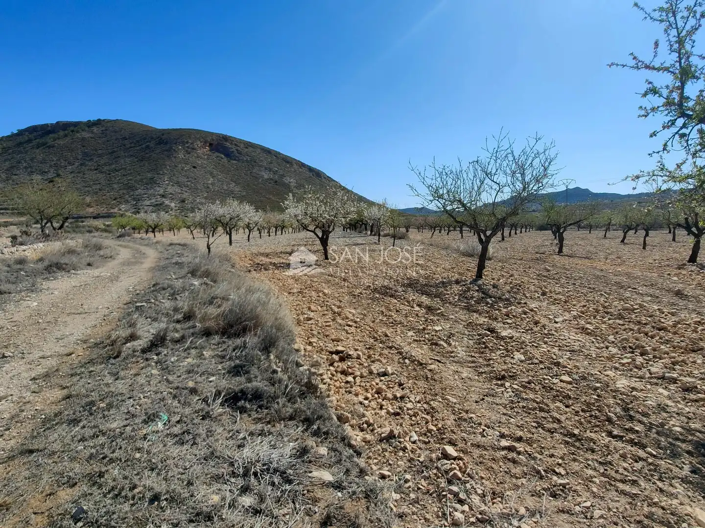 Terreno rustico in vendita a La Murada - Los Vicentes, imagen 7