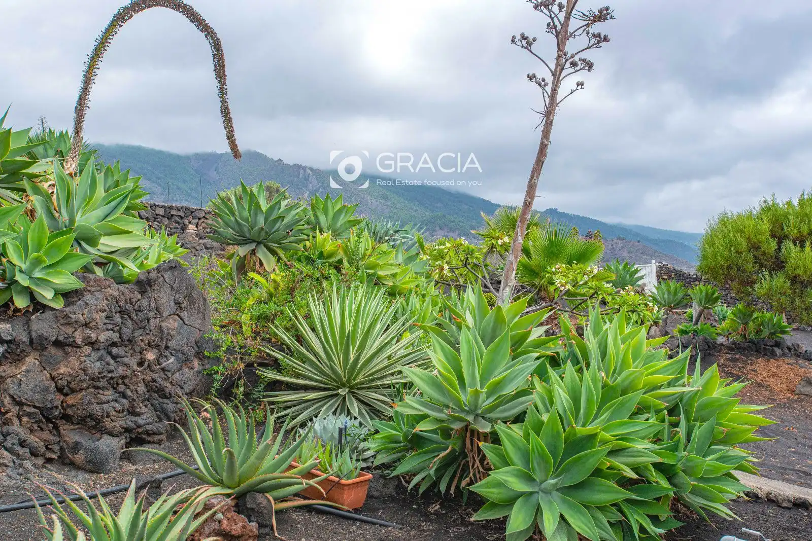 Jardín de Casa o chalet en venta en Tazacorte, Santa Cruz de Tenerife