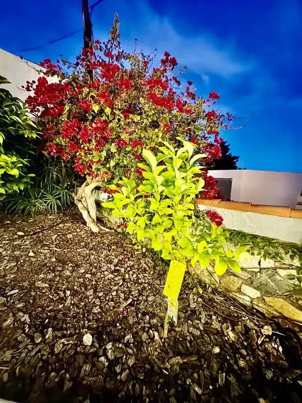Jardín de Casa o chalet en venta en Almuñécar con Aire acondicionado, Terraza y Piscina