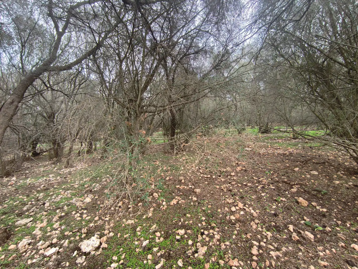 Rural land for sale in Ariany, imagen 16