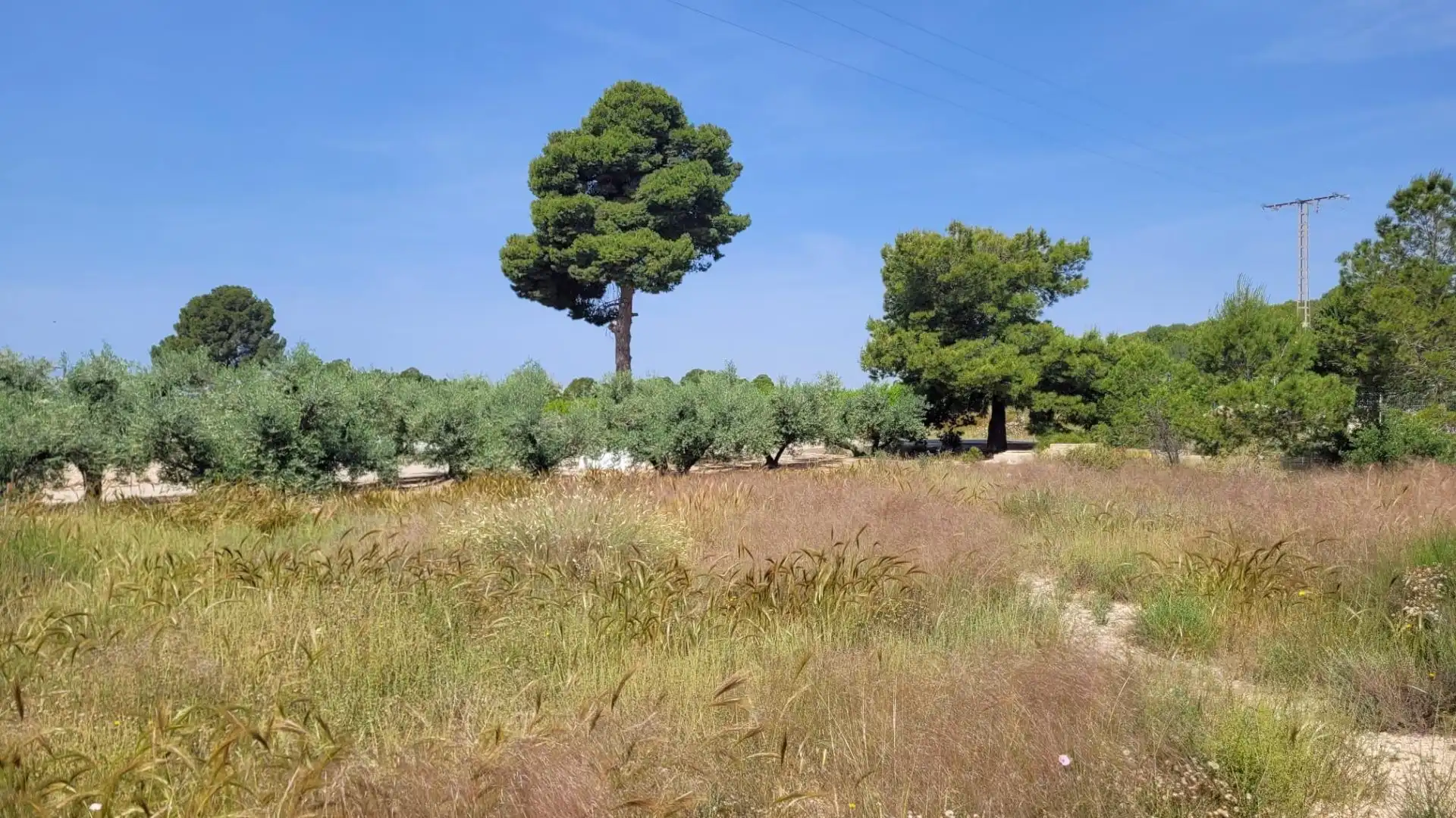 Terreno en venta en Blanca