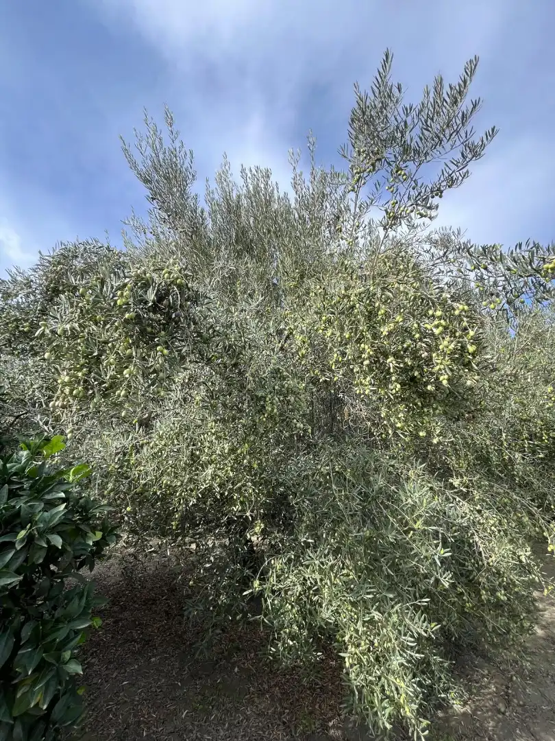 Terreno en venta en Alsodux