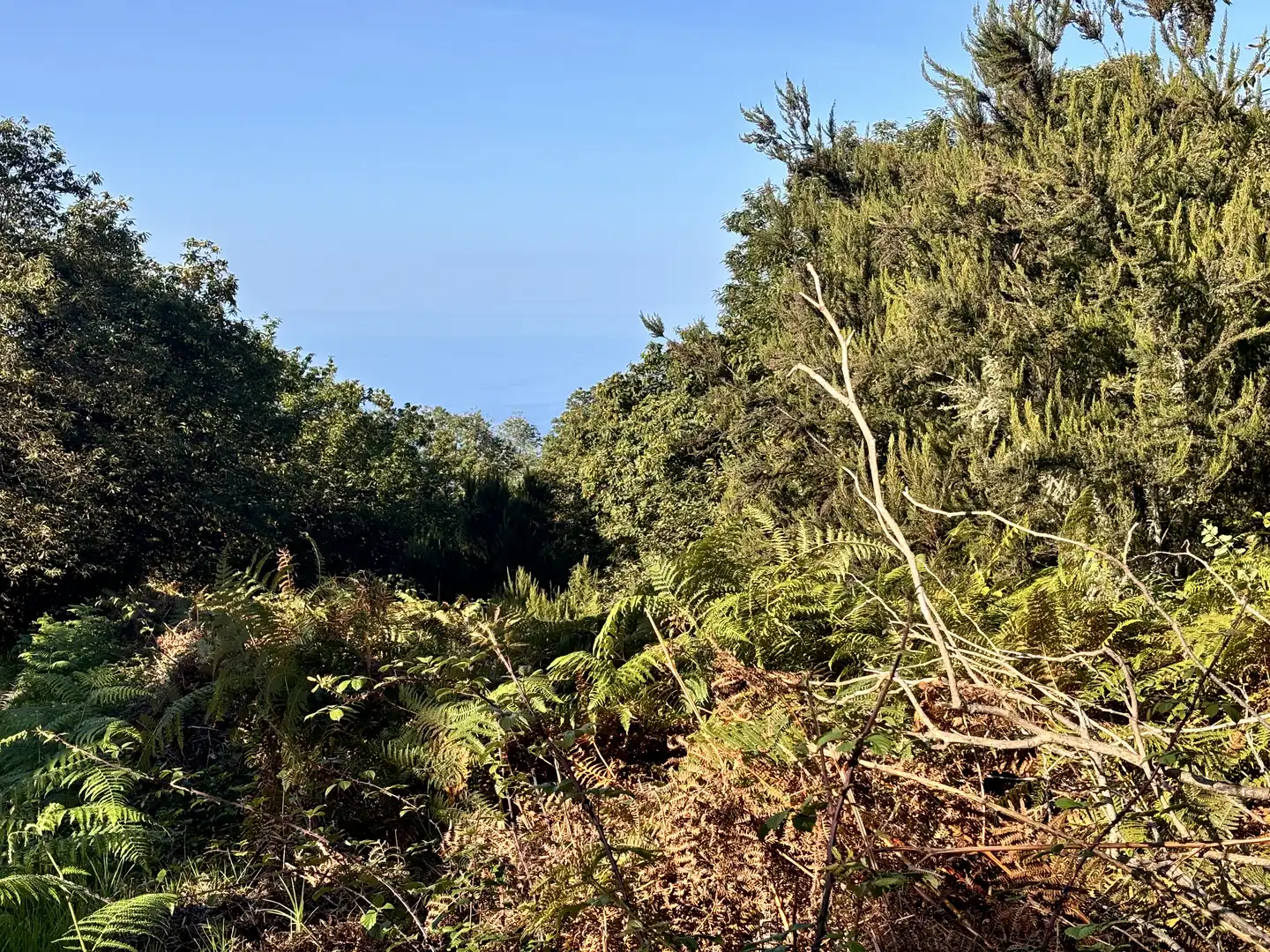Terreno rustico in vendita a Lugar el Balayo, imagen 4