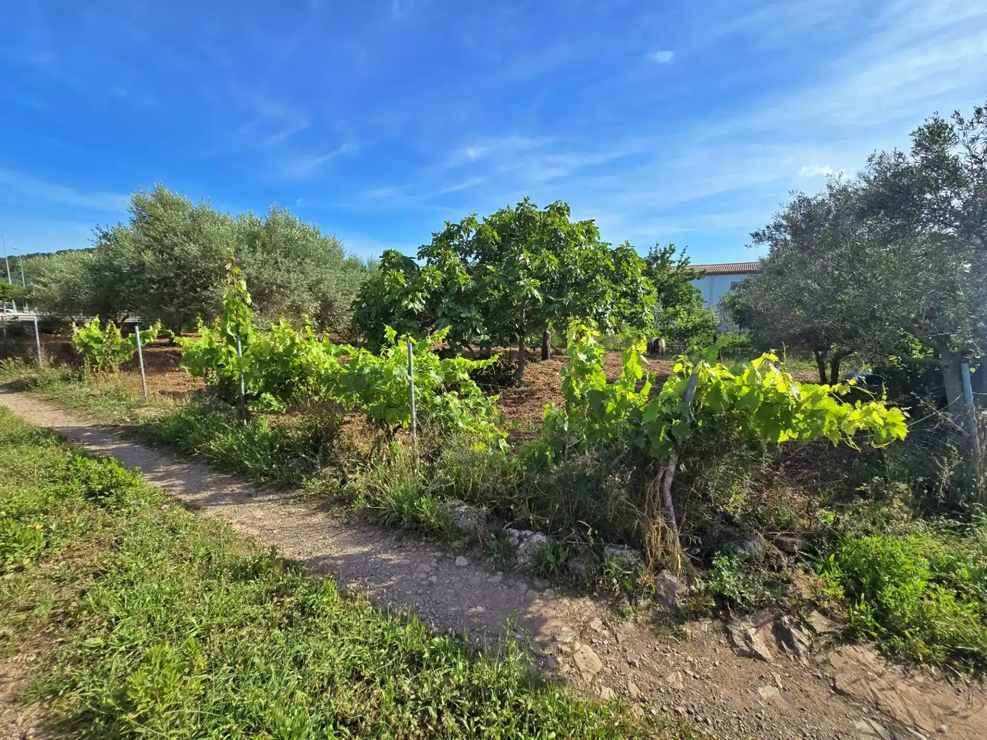 Finca rústica en venda en Pollença amb Jardí privat, Terrassa i Traster