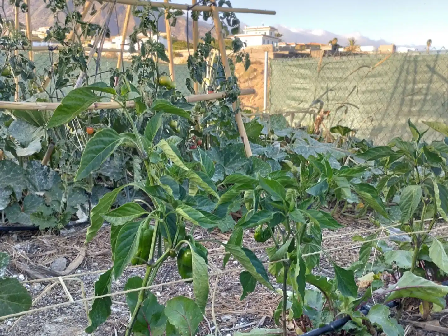 Garten von Grundstücke zur Miete in Candelaria