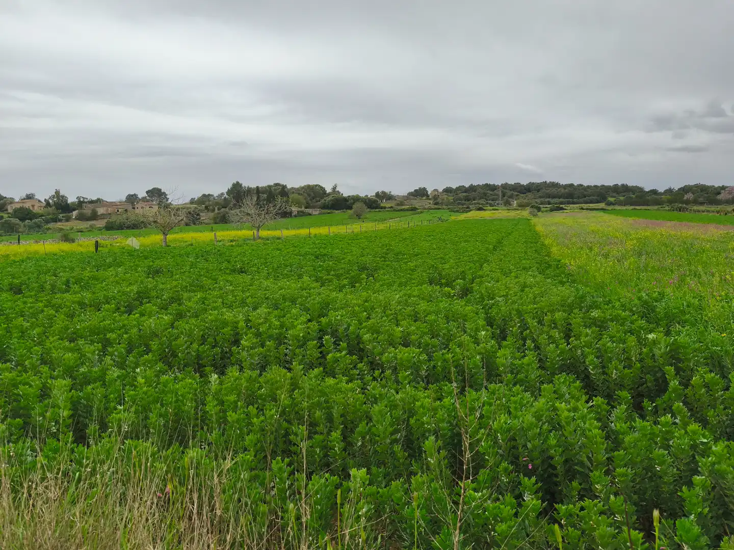 Rural land for sale in Lloret de Vistalegre