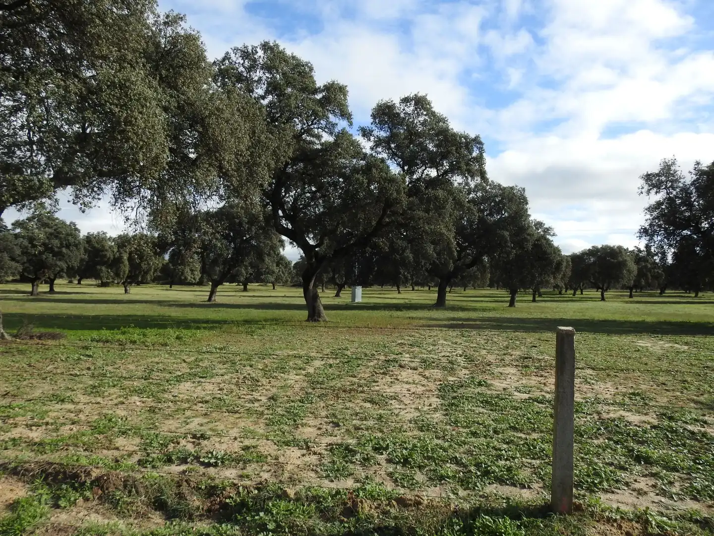 Land for sale in Torralba de Oropesa