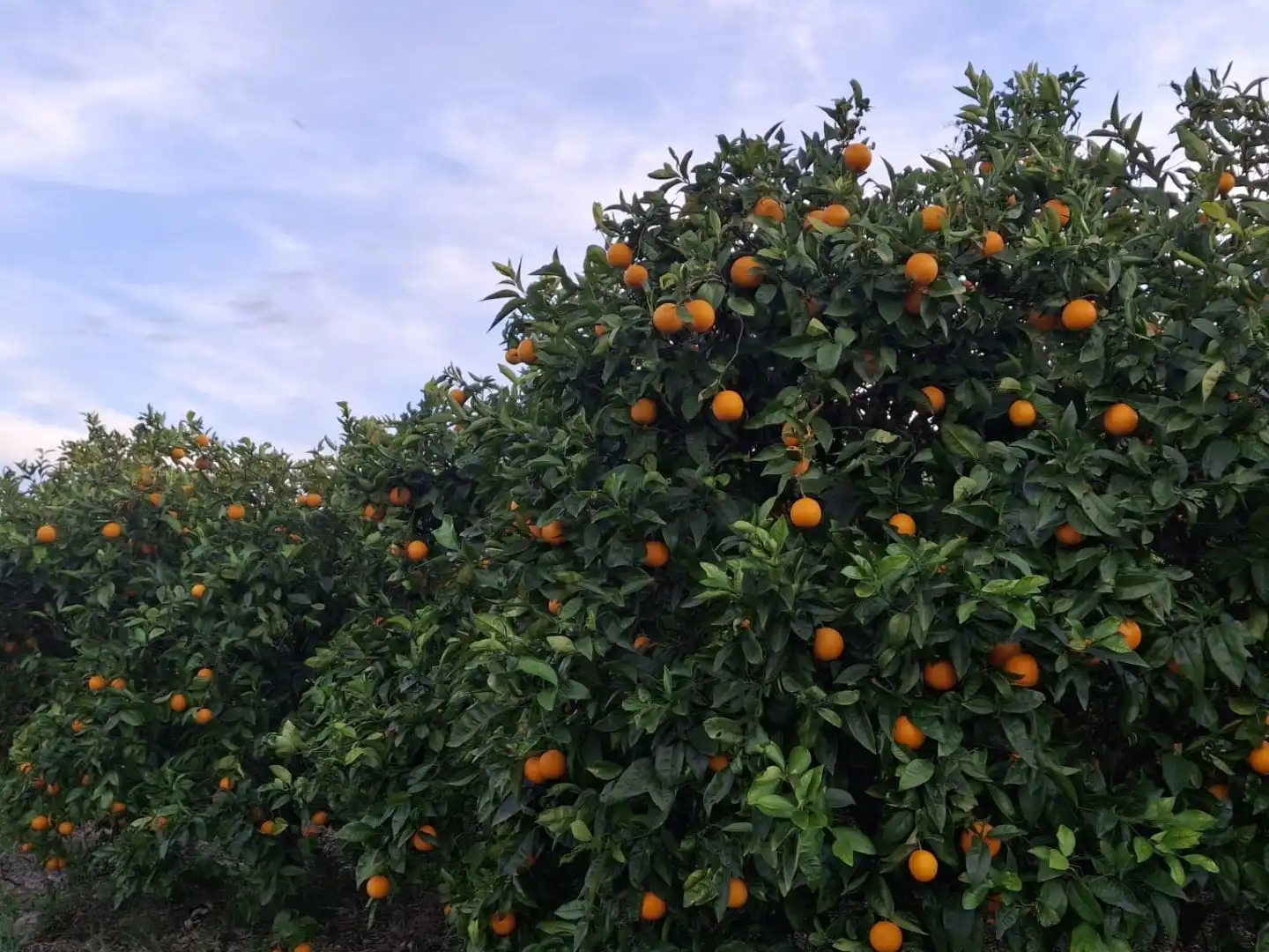 Jardín de Terreno en venta en Alcalalí, Alicante