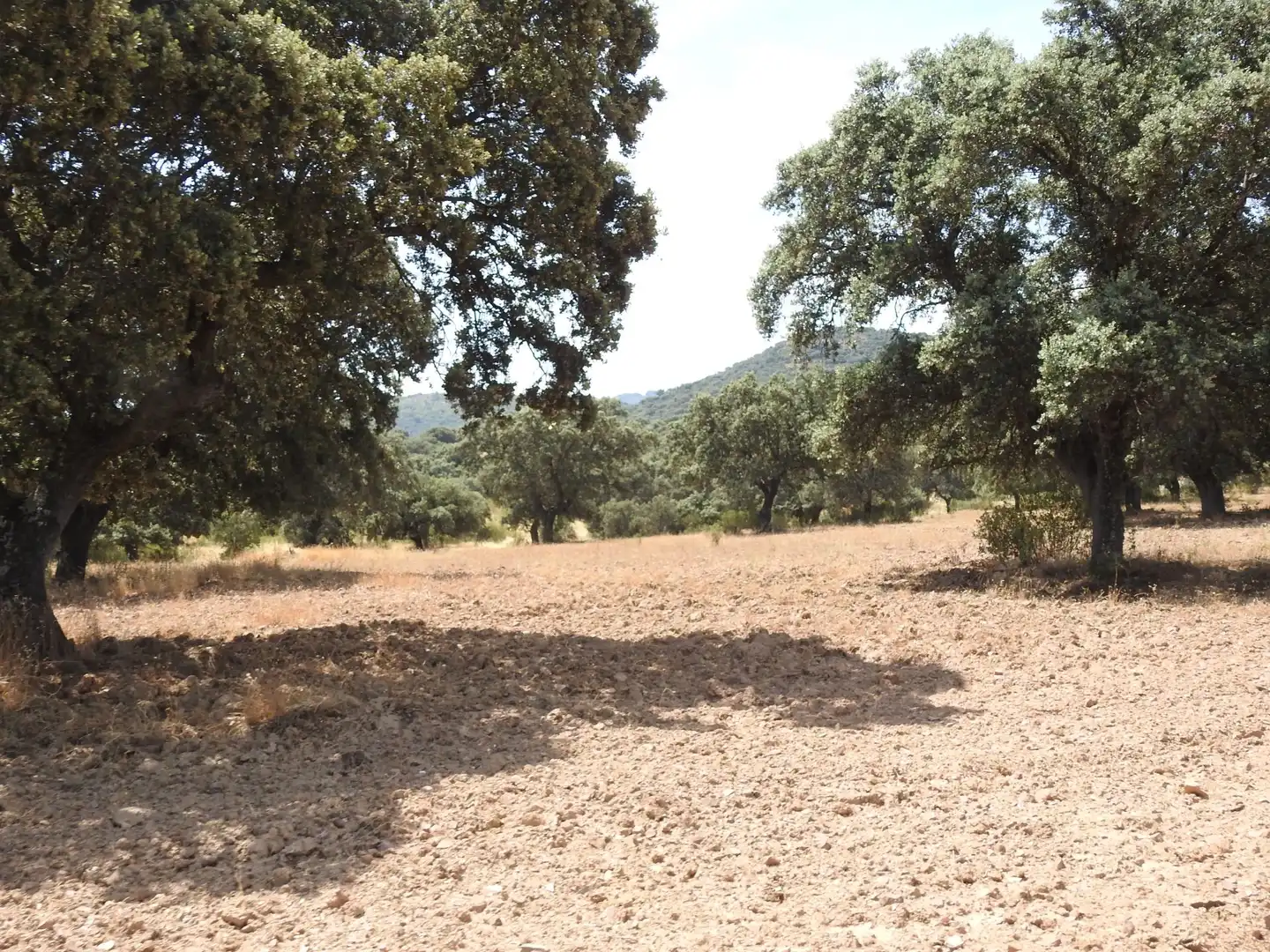 Terreni e lotti in vendita a Villar del Pedroso, imagen 9