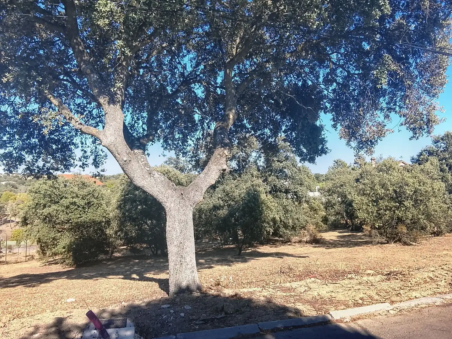 Terreni e lotti in vendita a Sevilla la Nueva