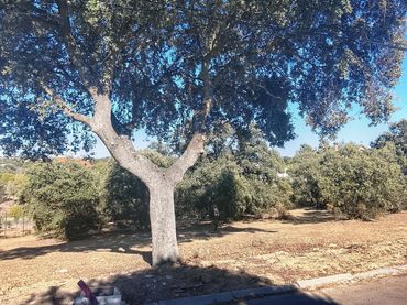 Lands and plots for sale in Sevilla la Nueva