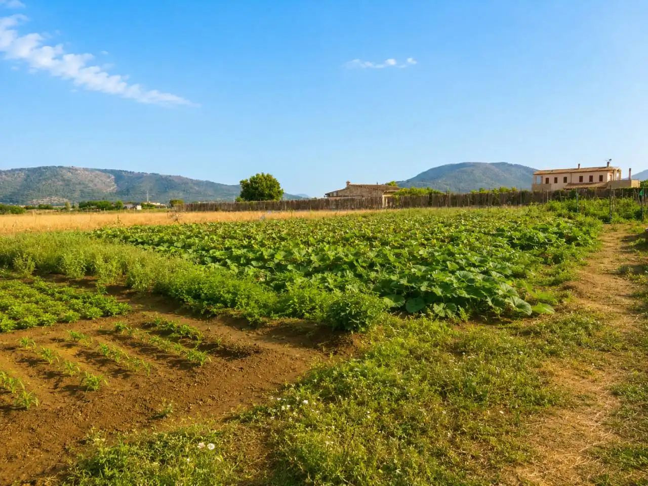 Terreny residencial en venda a Sa Pobla, imagen 2