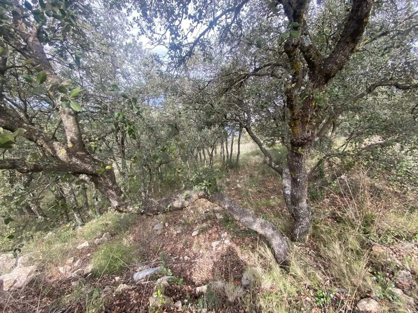 Terreni e lotti in vendita a Alcalá la Real, imagen 47