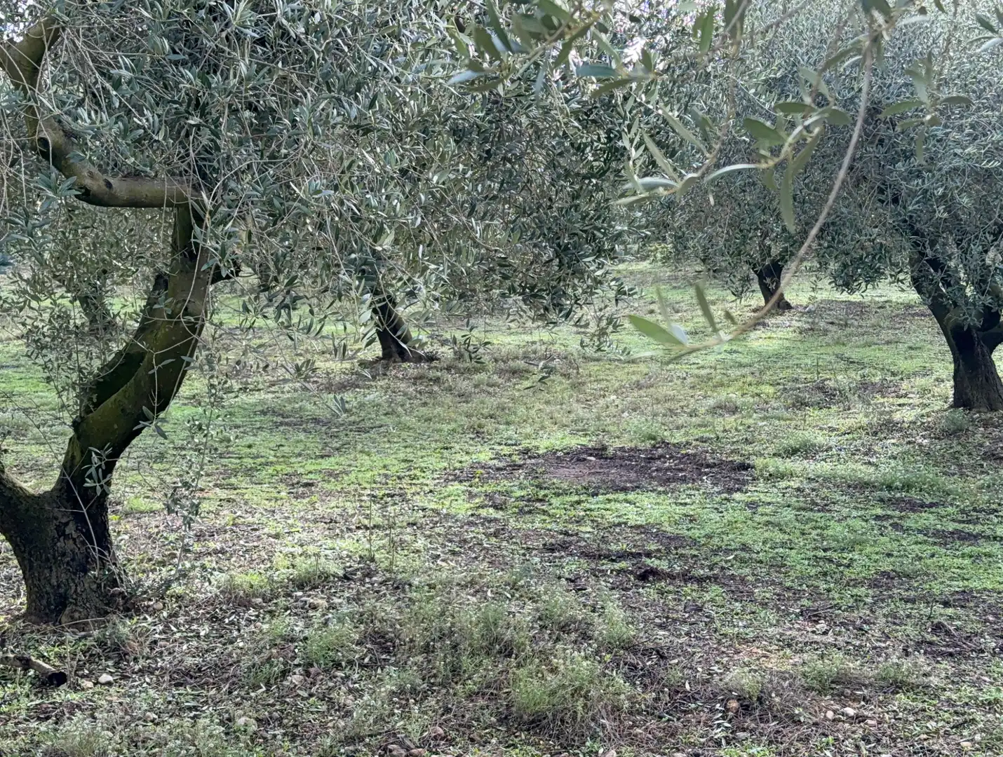 Terrain rustique à vendre à Camí de Vallmoll a Valls 17, imagen 9
