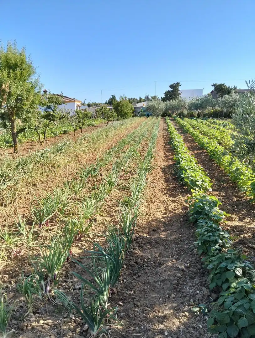 Garden of Country homes for sale in Chiclana de la Frontera