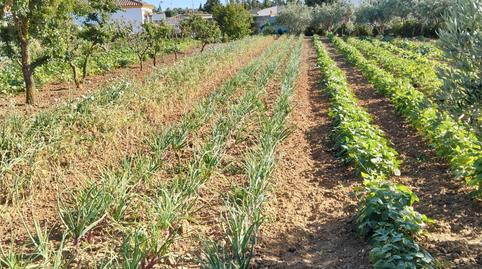 Foto 5 de Finca rústica en venda a Las Lagunas - Campano, Cádiz