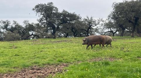 Foto 2 de Terreno en venta en Alconchel, Badajoz