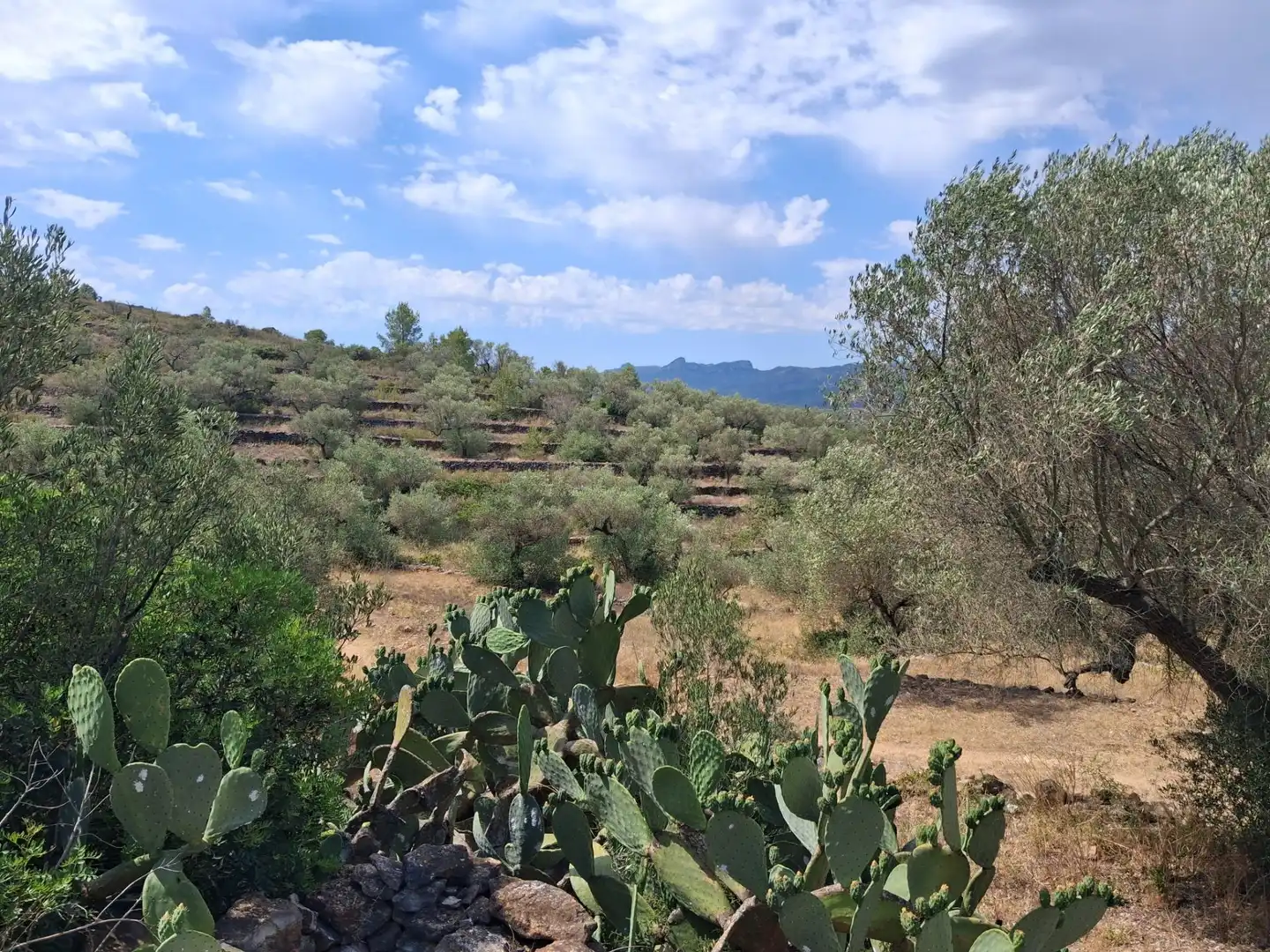 Finca rústica en venda en Tivissa amb Piscina comunitària