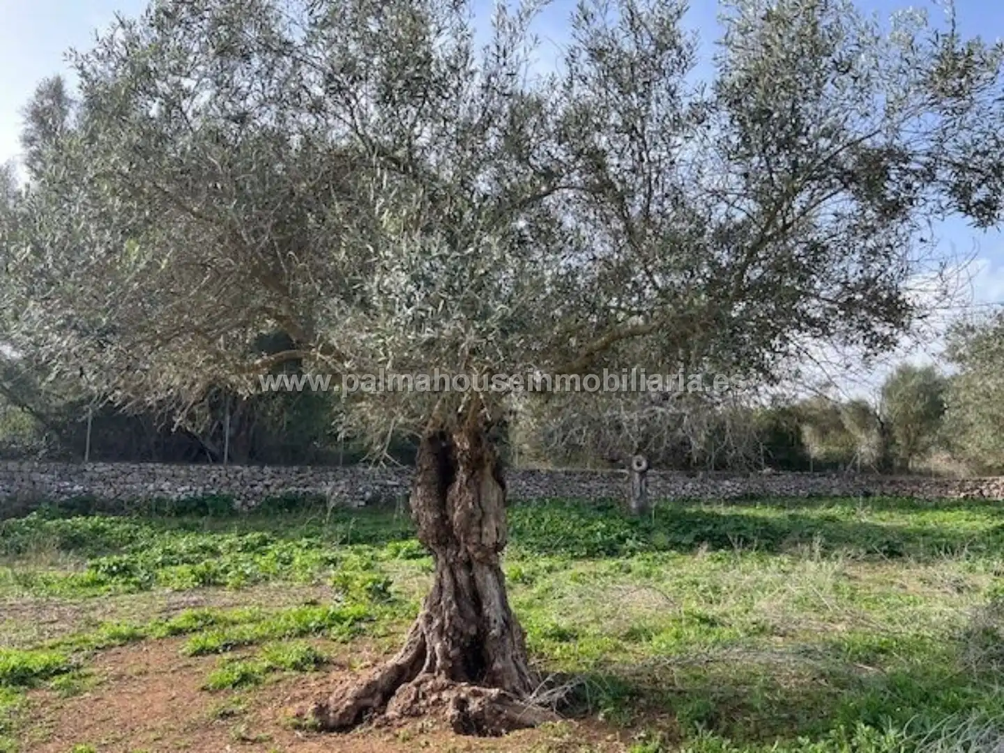 Terrenys i solars en venda a Maria de la Salut, imagen 4
