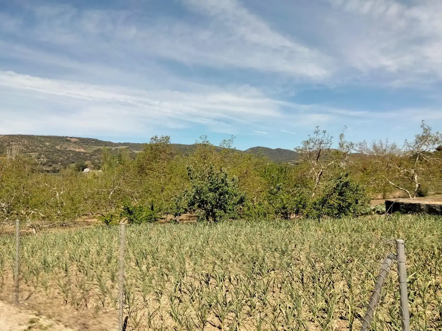 Casa rústica en venta en Partidas Norte, imagen 8