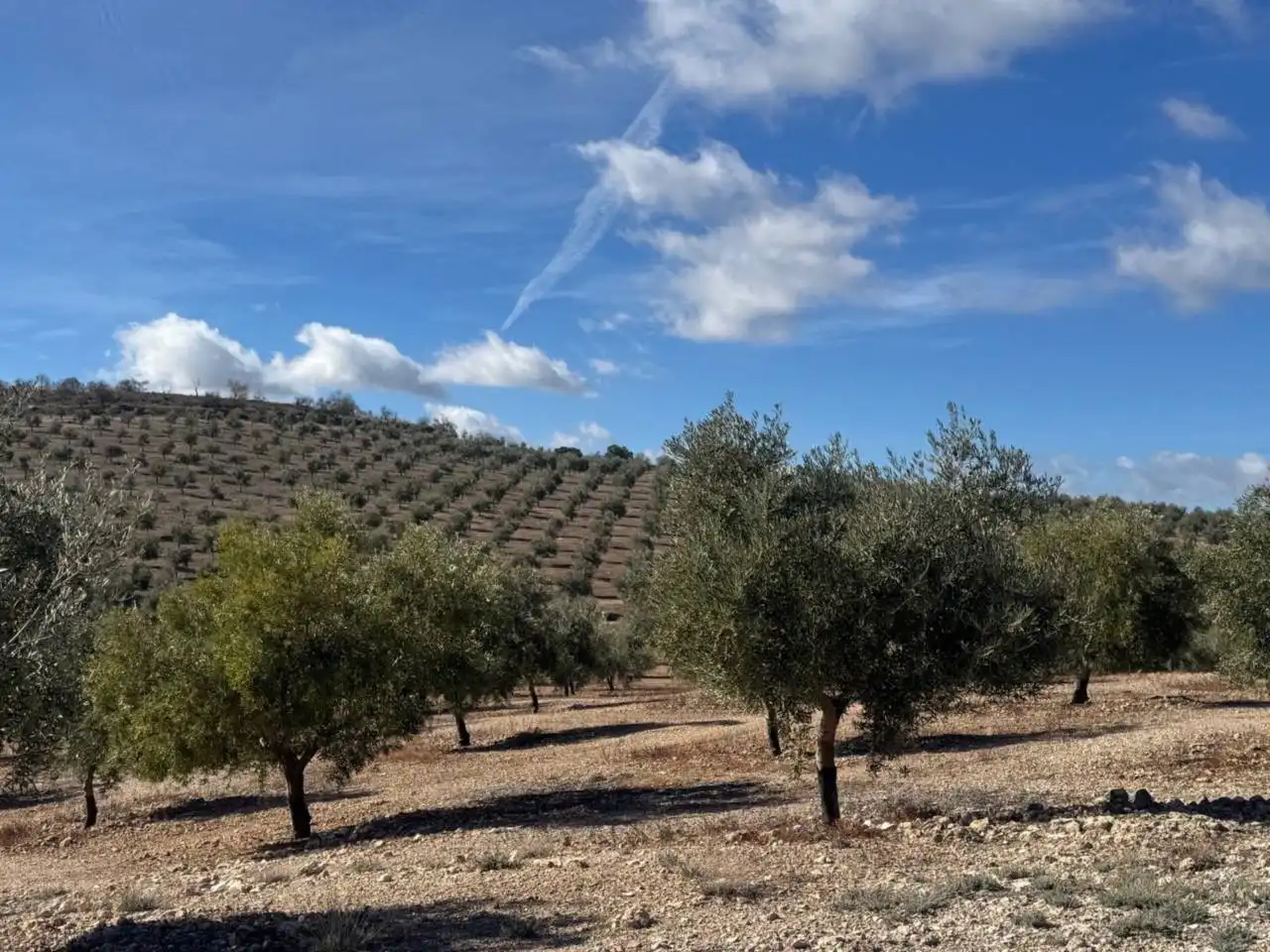 Terreni e lotti in vendita a Alhama de Granada, imagen 8