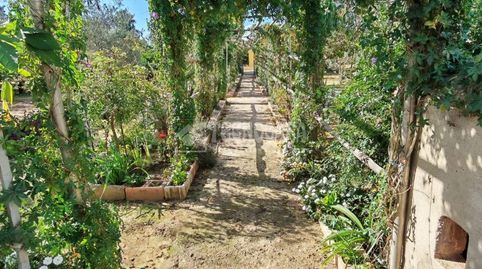 Photo 4 of Country homes for sale in Marchena, Sevilla