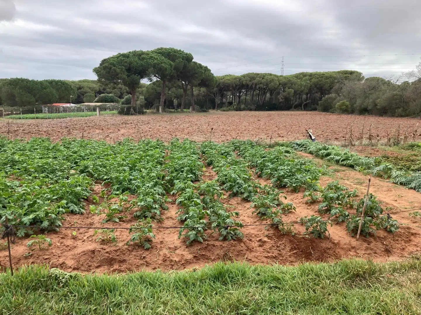 Casa rústica amb jardí en venda a Vejer, imagen 8