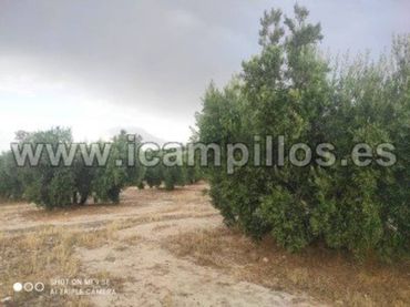 Terreno rustico in vendita a Calle TERMINO DE BAENA