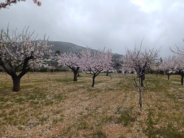 Rustikales Grundstück zum Verkauf in Alcalalí