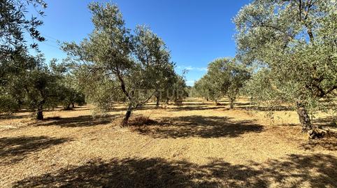 Foto 3 de Terreno en venta en Polígono, 1, Villanueva del Trabuco, Málaga