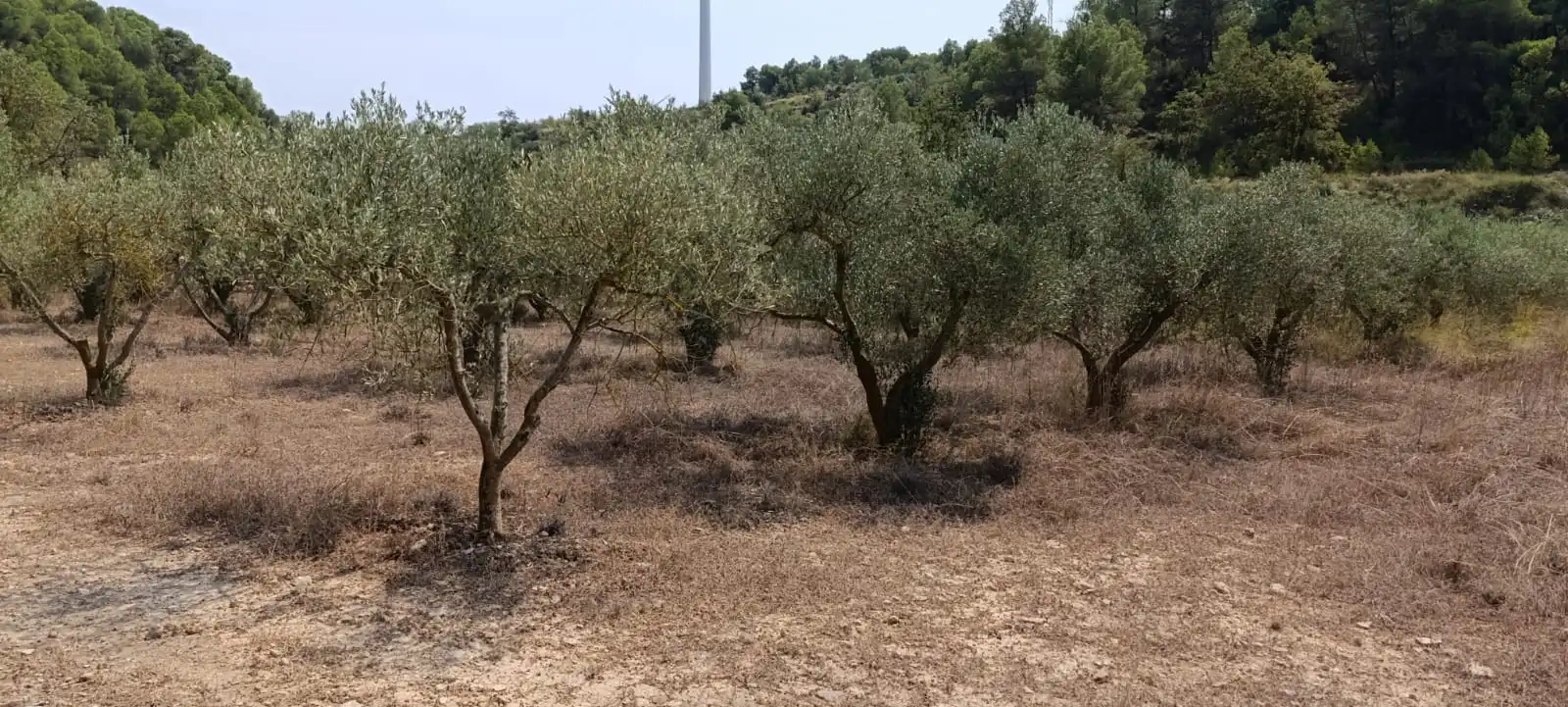 Residencial en venda en Vilalba dels Arcs