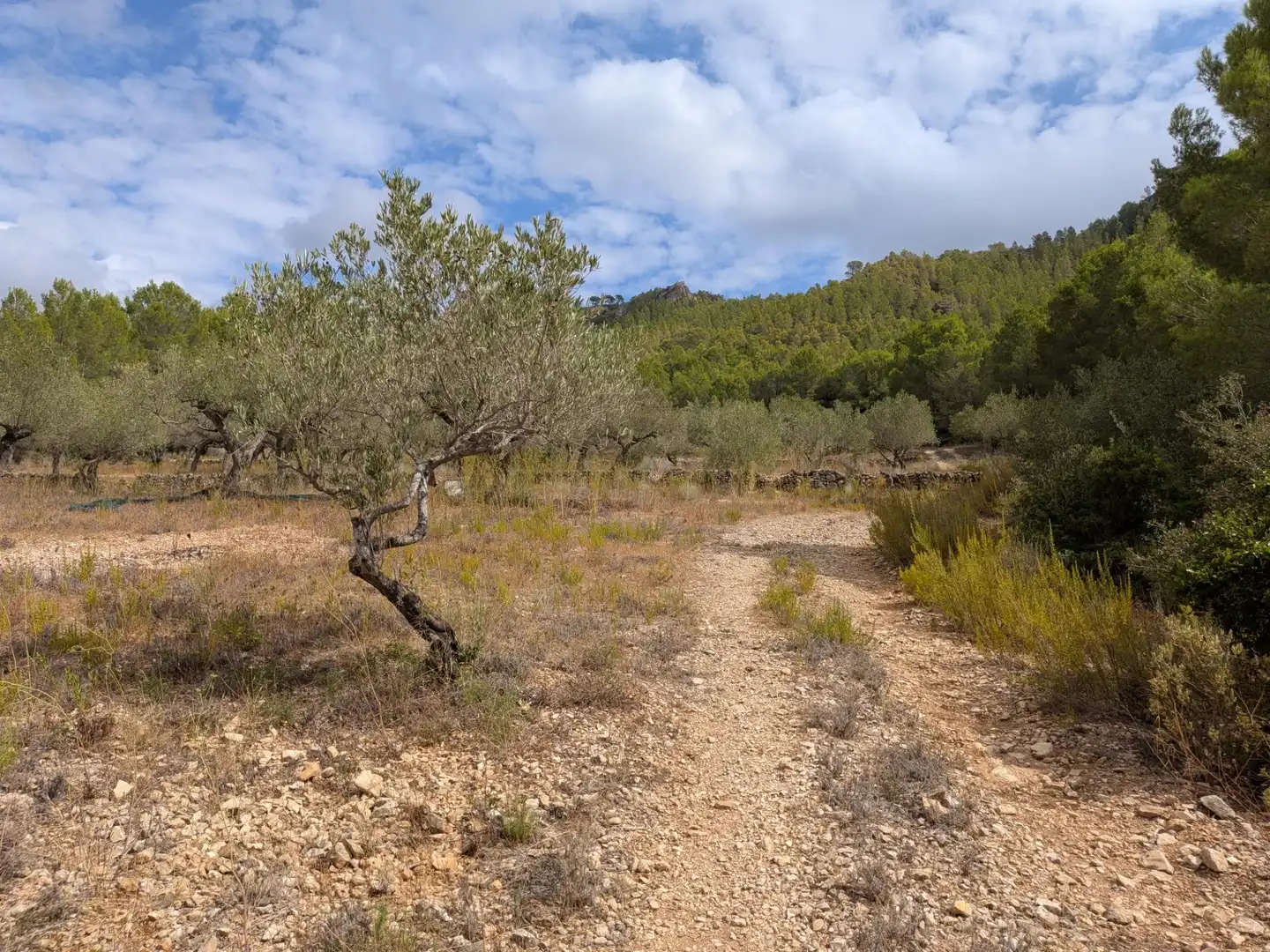 Maison rustique à vendre à Camino  Tivissa 51, imagen 48