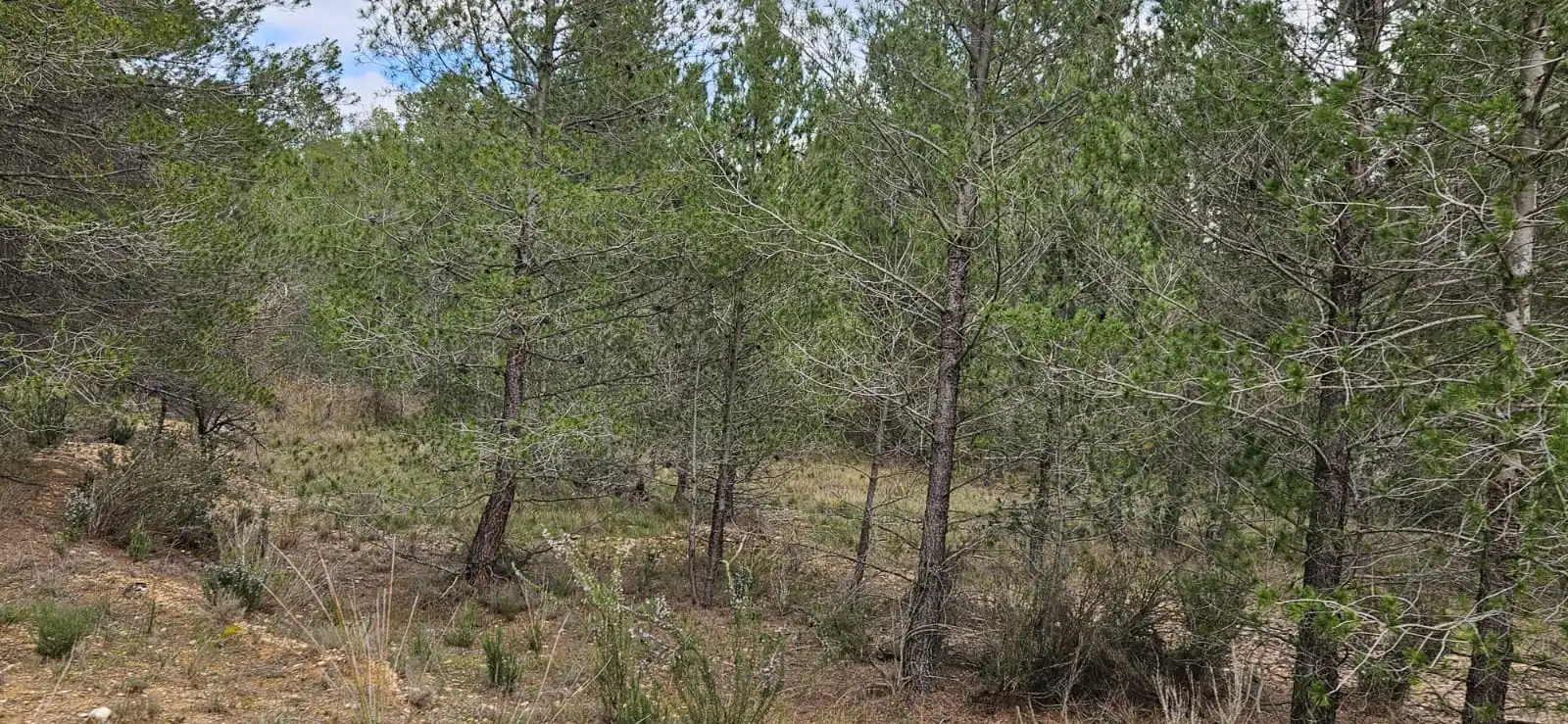Terreno en venta en Las Parras de Castellote