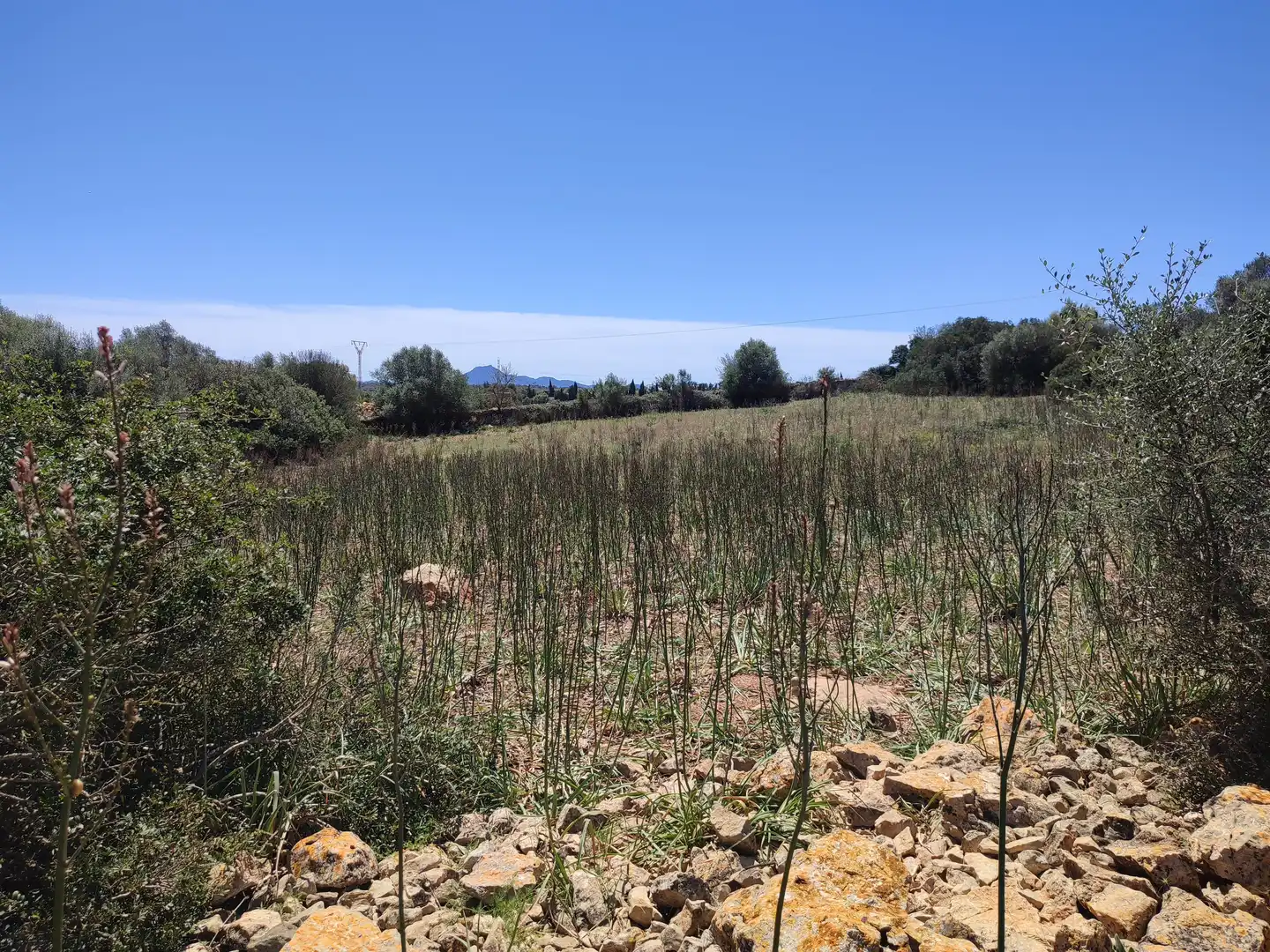 Rural land for sale in Vilafranca de Bonany, imagen 14