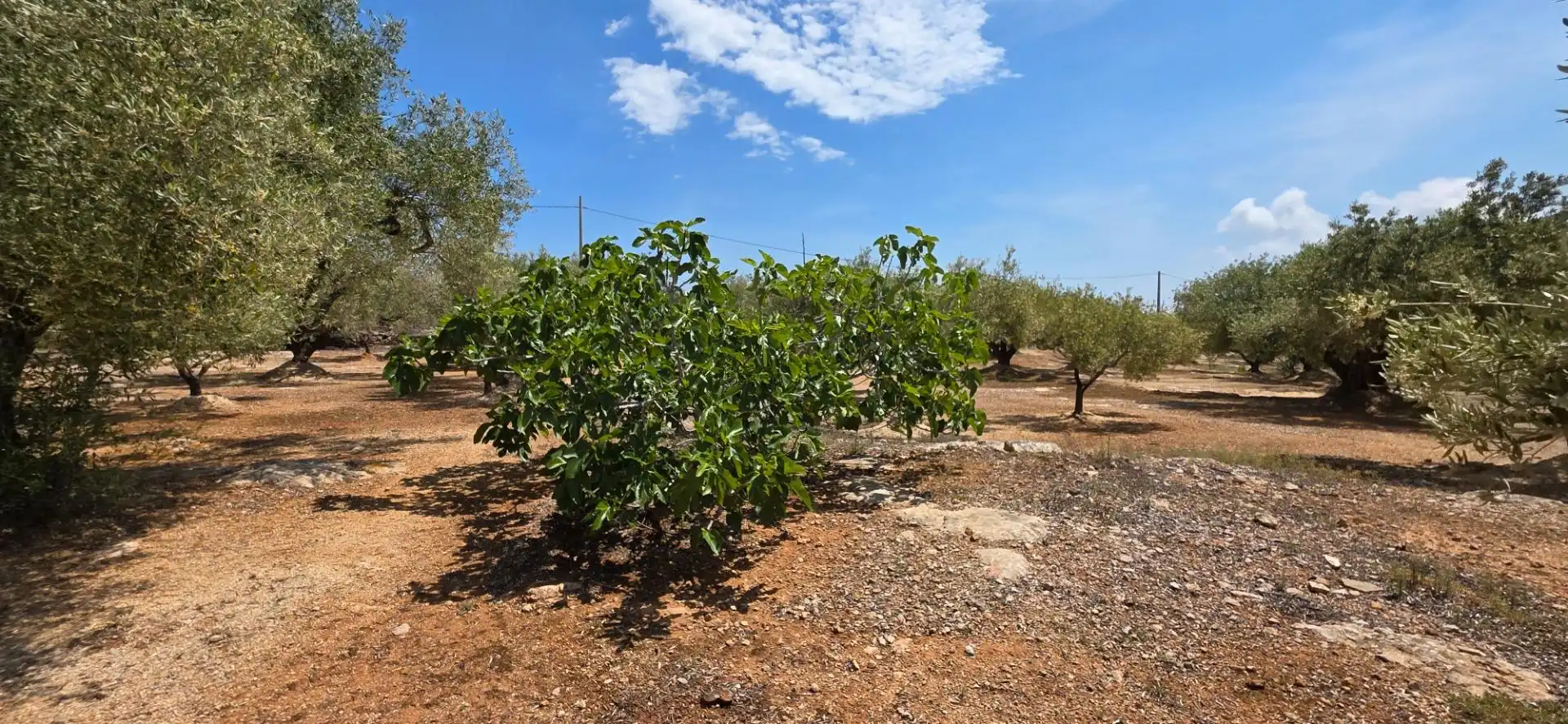 Maison rustique à vendre à L'Ampolla, imagen 6