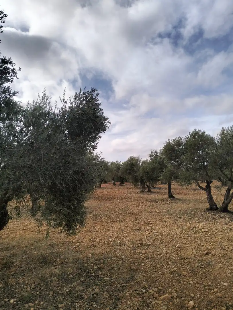Terreno rustico in vendita a N-430 452