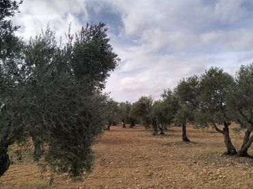 Terreno rustico in vendita a N-430 452