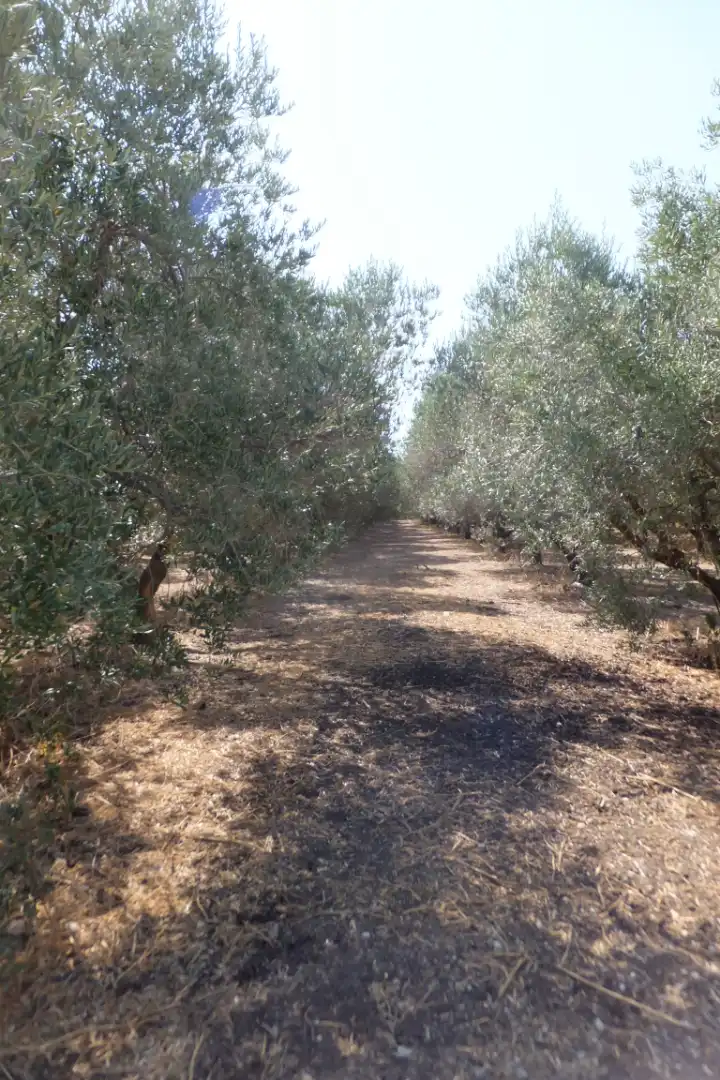 Terreno rústico en venta en Vial Camino 20, imagen 57