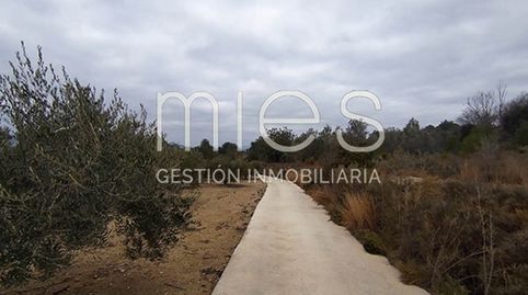 TERRENO  PLANTADO DE OLIVOS