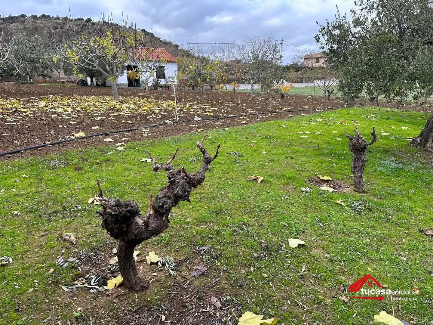 Terreno rustico in vendita a Villanueva del Rey, imagen 5