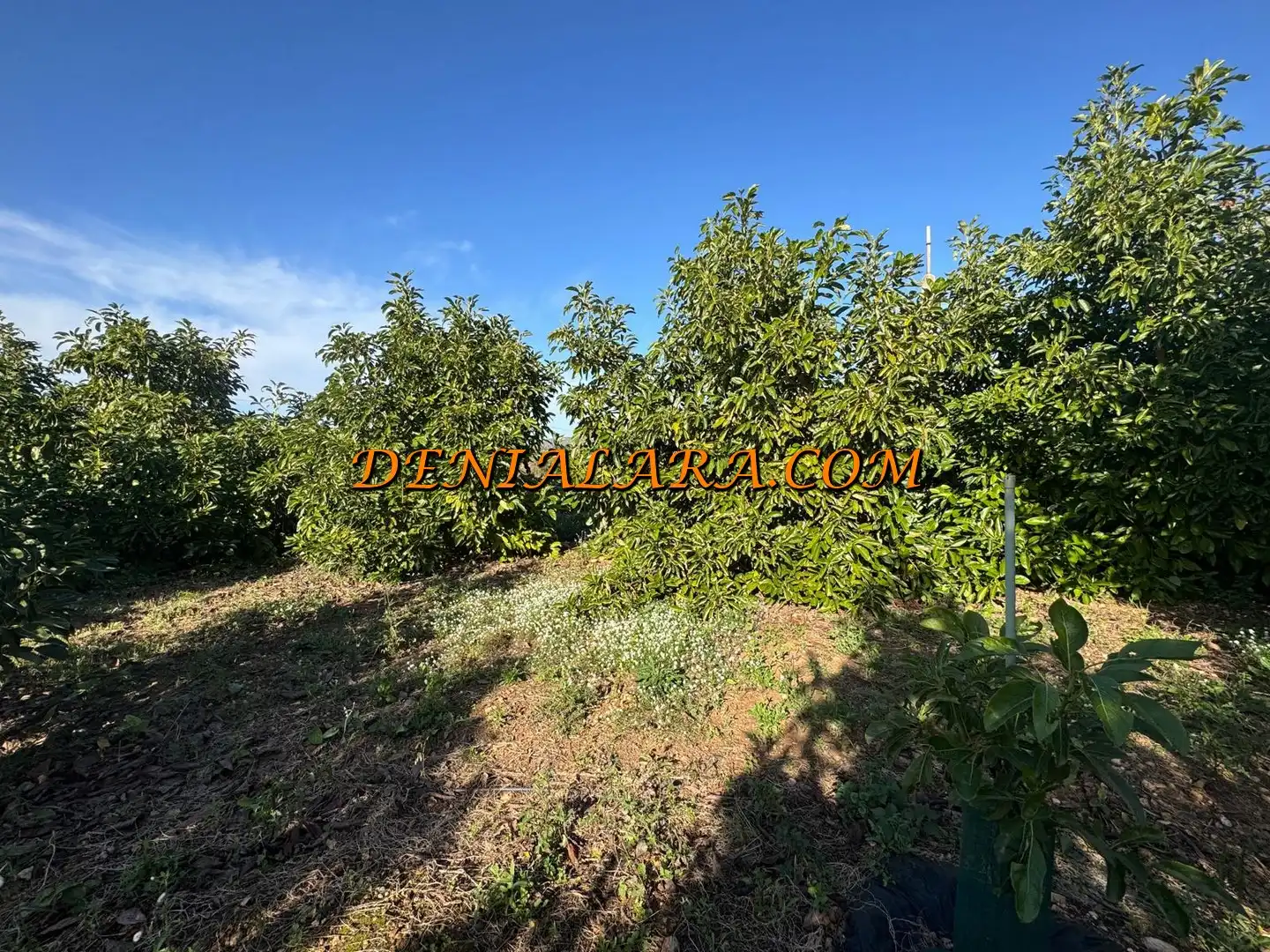 Rural land for sale in Pego, imagen 6